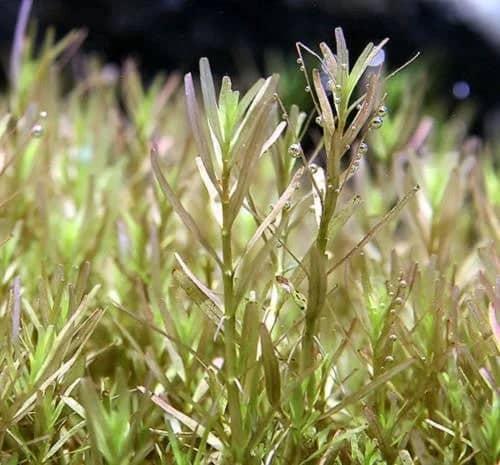 ADA IC432 Rotala sp. ‘Wayanad’