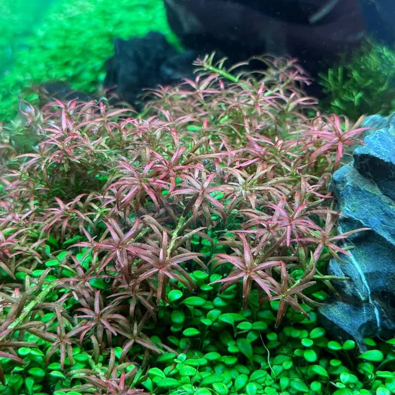 ADA IC436 Rotala mexicana ‘Goias’
