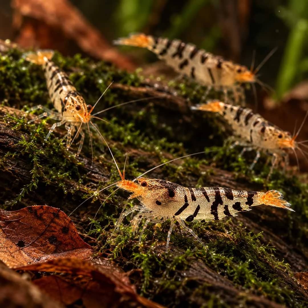 Black Fancy Tiger Shrimp India, buy Black Fancy Tiger Shrimp, Caridina tiger shrimp, Caridina cf. cantonensis tiger, black tiger shrimp aquarium, Tiger Shrimp India, freshwater shrimp for planted aquarium, Caridina shrimp care, Tiger Shrimp breeding, Black Fancy Tiger Shrimp Bangalore, live aquarium shrimp India