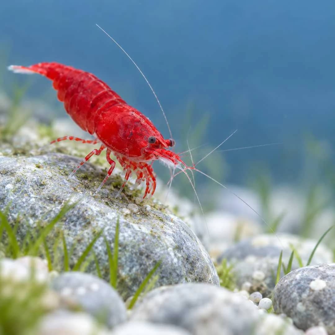 Bloody Mary Shrimp India, buy Bloody Mary Shrimp, Neocaridina davidi Bloody Mary, deep red aquarium shrimp, Bloody Mary Shrimp Bangalore, freshwater dwarf shrimp India, red shrimp for planted aquarium, Bloody Mary Shrimp care, Neocaridina water parameters, Bloody Mary shrimp breeding, live aquarium shrimp India, red Neocaridina shrimp