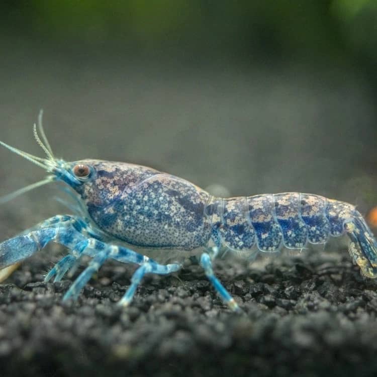 Blue Brazos Dwarf Crayfish India, buy Blue Brazos Dwarf Crayfish, Cambarellus texanus, blue dwarf crayfish aquarium, Brazos dwarf crayfish care, freshwater crayfish India, dwarf crayfish for aquarium, blue crayfish for planted tank, aquarium crayfish Bangalore, live dwarf crayfish India, Blue Brazos crayfish temperature and pH