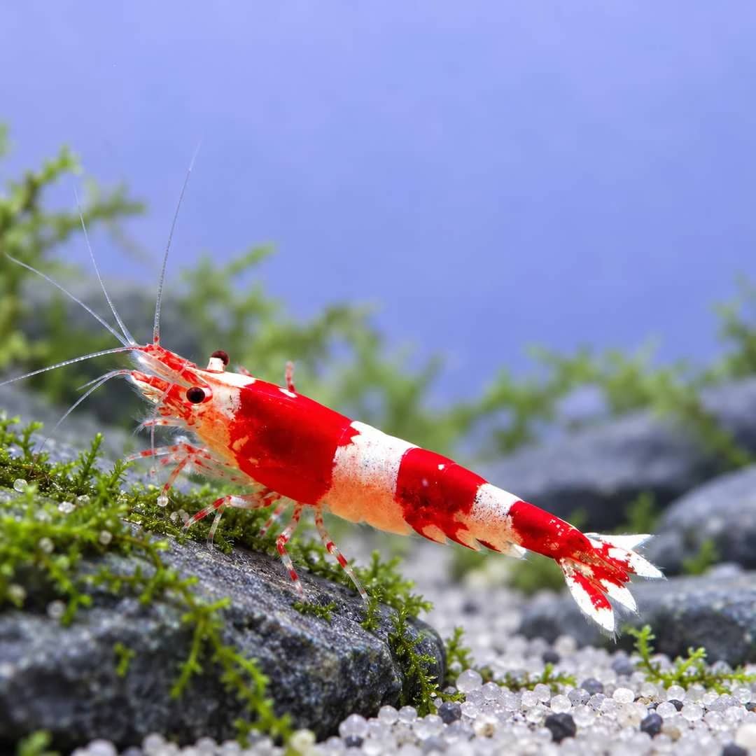 CRS Shrimp India, buy CRS Shrimp, Caridina cantonensis shrimp, Crystal Red Shrimp India, red and white crystal shrimp, CRS shrimp for aquarium, Caridina shrimp care, freshwater shrimp for planted aquarium, Crystal Red Shrimp breeding, CRS shrimp Bangalore, live aquarium shrimp India, Caridina cantonensis care