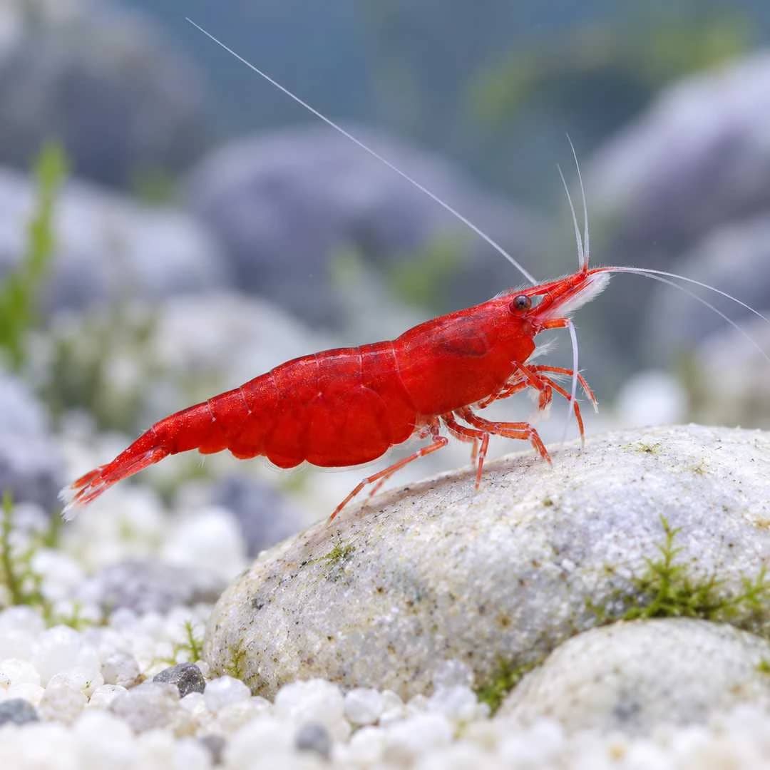 Fire Red Shrimp India, buy Fire Red Shrimp, Fire Red Cherry Shrimp, Neocaridina davidi, red freshwater shrimp India, Fire Red Shrimp Bangalore, red shrimp for planted aquarium, beginner aquarium shrimp, Fire Red Shrimp care, Neocaridina shrimp water parameters, Fire Red Shrimp breeding, live aquarium shrimp India