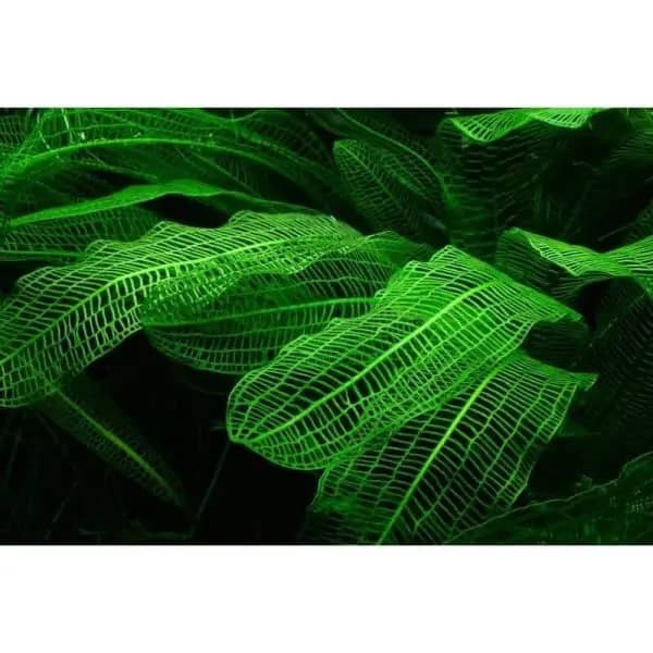 Madagascar Lace Plant (Aponogeton Madagascariensis)