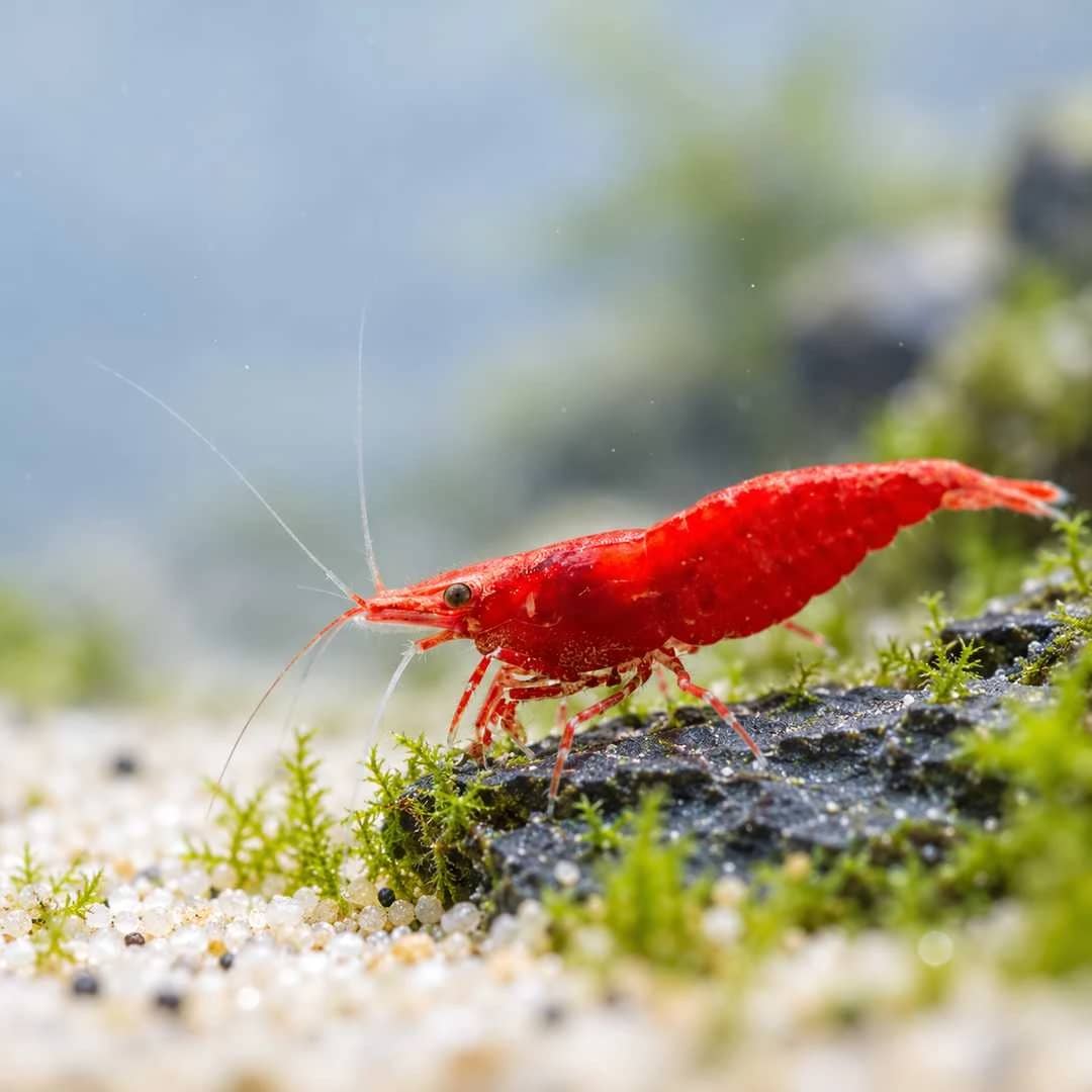 Red Cherry Shrimp India, buy Red Cherry Shrimp, Neocaridina davidi red, Red Sakura Shrimp, Red Cherry Shrimp for aquarium, red freshwater shrimp India, Neocaridina shrimp care, shrimp for planted aquarium, beginner aquarium shrimp, Red Cherry Shrimp Bangalore, live aquarium shrimp India, Red Cherry Shrimp breeding