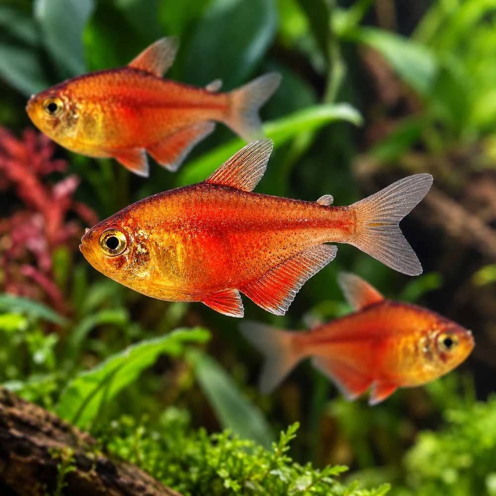 Red Flame Tetra India, buy Red Flame Tetra, Hyphessobrycon flammeus, Flame Tetra fish, Red Flame Tetra aquarium fish, peaceful schooling fish for planted aquarium, small community aquarium fish India, South American freshwater tetra, Red Flame Tetra care, Red Flame Tetra temperature and pH, Red Flame Tetra group size, live aquarium fish Bangalore
