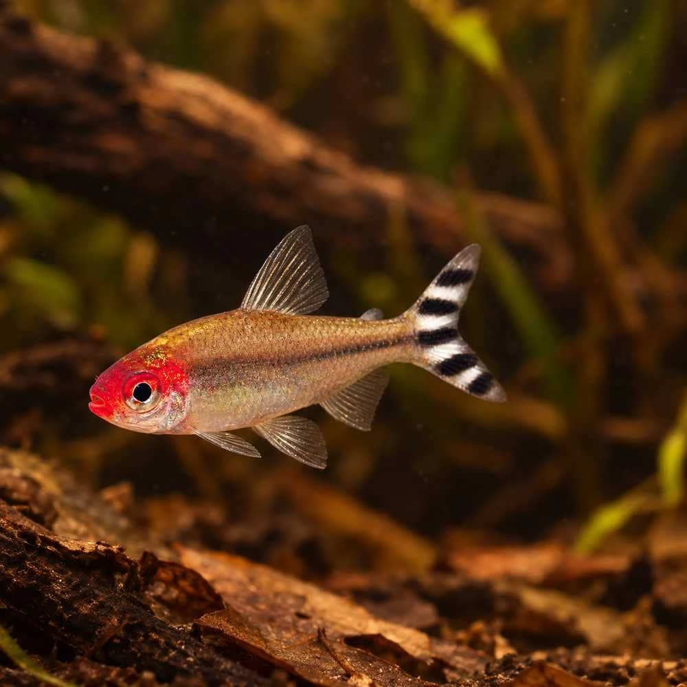 Rummy Nose Tetra India, buy Rummy Nose Tetra, Hemigrammus bleheri, Rummy Nose Tetra aquarium fish, peaceful schooling fish for aquarium, South American community fish, Rummy Nose Tetra care, Rummy Nose Tetra temperature and pH, Rummy Nose Tetra group size, Rummy Nose Tetra aquarium size, live aquarium fish Bangalore