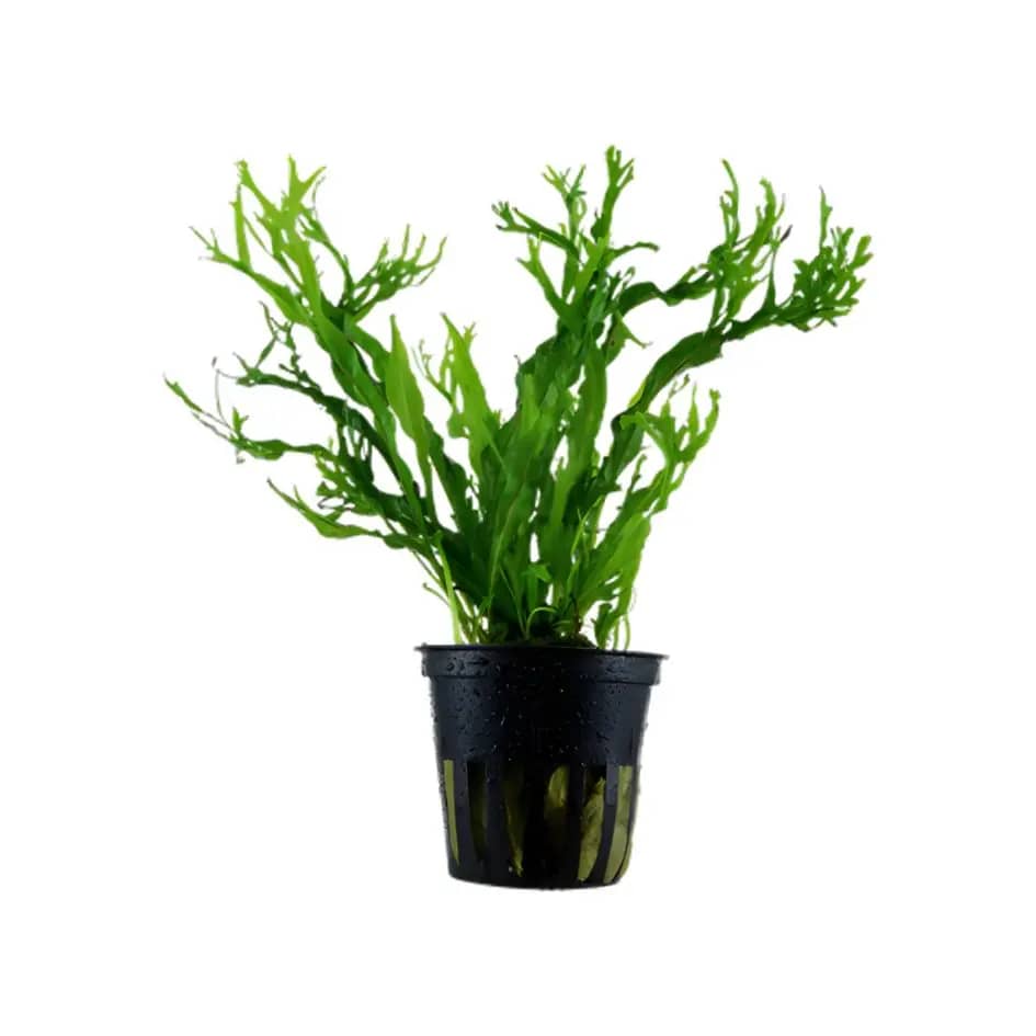 Buy ADA AP102 Microsorum pteropus Windelov, ADA Java Fern Windelov India, ADA Greenhouse Pot India, Microsorum pteropus Windelov ADA plant, ADA aquarium plants India, aquarium Java Fern Windelov, ADA Windelov fern price India, ADA epiphytic aquarium plants, low light aquarium fern, ADA Nature Aquarium plants