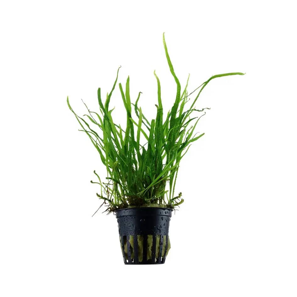 Buy ADA AP103 Microsorum pteropus Trident, ADA Java Fern Trident India, Microsorum Trident ADA Greenhouse Pot, ADA aquarium plants India, Java Fern Trident aquarium plant, ADA Trident fern price India, ADA epiphytic plants India, ADA Greenhouse aquatic plants, low light aquarium fern India, ADA Nature Aquarium plants