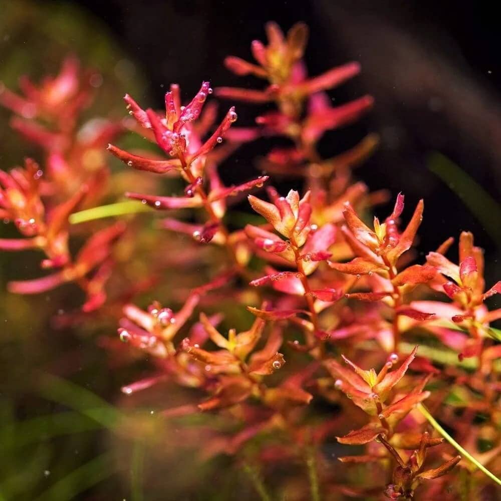 IC010, Rotala macrandra, ADA Rotala macrandra, red stem aquarium plant, high light stem plant, advanced aquarium plant, CO₂ demanding stem plant, midground red aquarium plant, background aquarium plant, tissue culture Rotala macrandra, aquascaping red plant