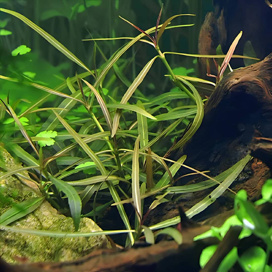 ADA IC034, Hygrophila lancea Araguaia, Araguaia Hygrophila, narrow leaf stem plant, red-toned aquarium plant, medium light stem cluster, CO₂ aquarium accent plant, midground Hygrophila, tissue culture Araguaia, aquatic red plant, ADA stem accent plant
