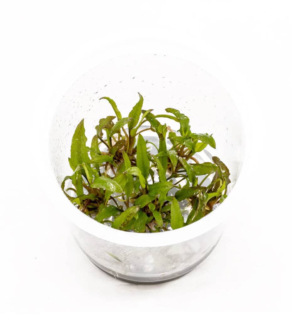 ADA IC092, Cryptocoryne wendtii green, classic crypt plant, easy cryptocoryne, low light rosette plant, Sri Lanka aquarium plant, tissue culture C. wendtii, midground aquarium plant, hardy aquarium plant, cryptocoryne care guide, low-tech aquascape plant
