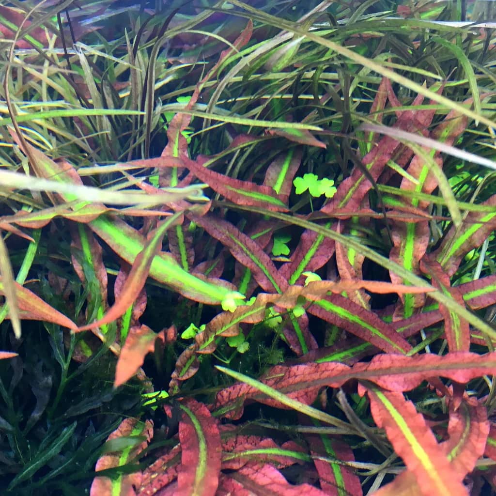 ADA IC198, Cryptocoryne spiralis Tiger, tiger crypt plant, striped crypt rosette, midground aquarium plant, easy crypt plant, tissue culture Cryptocoryne spiralis, low light cryptocoryne, aquarium accent plant, tiger striped aquatic plant, planted tank middle ground