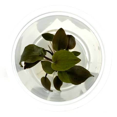 ADA IC229, Lagenandra meeboldii rubin, red Lagenandra, midground rosette plant, tissue culture Lagenandra, burgundy aquarium plant, low light red plant, easy rosette plant, aquatic red foliage, planted tank accent plant, Indian aquarium plant