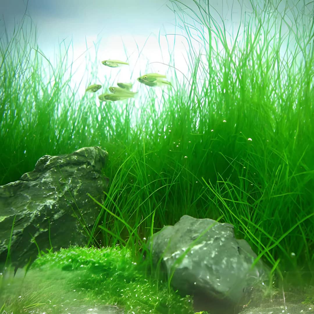 ADA IC298, Eleocharis acicularis, dwarf hairgrass, carpeting aquarium plant, foreground grass plant, CO₂ hairgrass, tissue culture Eleocharis, planted tank carpet, natural aquarium foreground, bright green hairgrass, easy aquascape plant