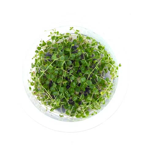 Buy ADA IC346 Peperomia emarginella, ADA tissue culture plants India, ADA terrarium plants India, ADA DOOA plants, Peperomia emarginella ADA cup, ADA greenhouse plants India, ADA IC346 India price, ADA paludarium plants, ADA emersed plants, ADA Nature Aquarium terrarium