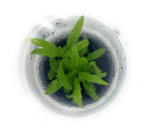 Drosera adelae, lance leaved sundew, carnivorous terrarium plant, ADA tissue culture drosera, easy sundew care, tropical sundew plant, humid terrarium sundew, sticky leaf sundew, Queensland carnivorous plant, aqua-terrarium accent