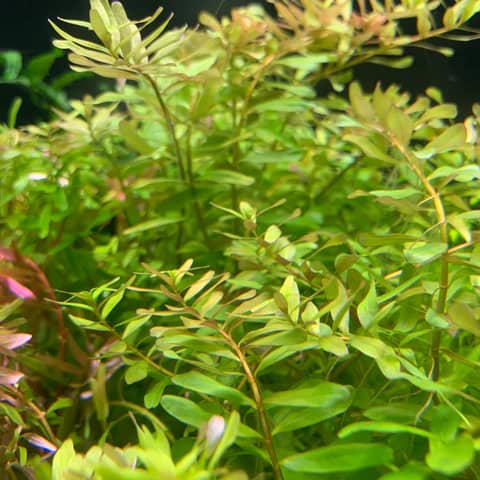 ADA IC439, Rotala sp Ceylon, Rotala Ceylon, Ceylon stem plant, background aquarium stem, fast-growing aquarium plant, tissue culture Rotala, CO₂ aquarium plant, pink-tinged Rotala, Sri Lanka aquatic plant, hardy stem background