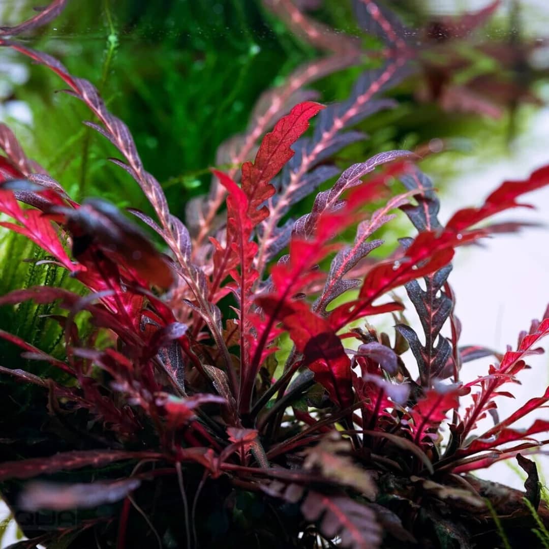 ADA IC497, Hygrophila pinnatifida, fern leaf hygrophila, epiphyte aquarium plant, midground accent plant, unique aquarium plant India, tissue culture hygrophila, high-tech hygrophila pinnatifida, planted tank fern-like plant, epiphytic aquarium plant, potassium sensitive hygrophila