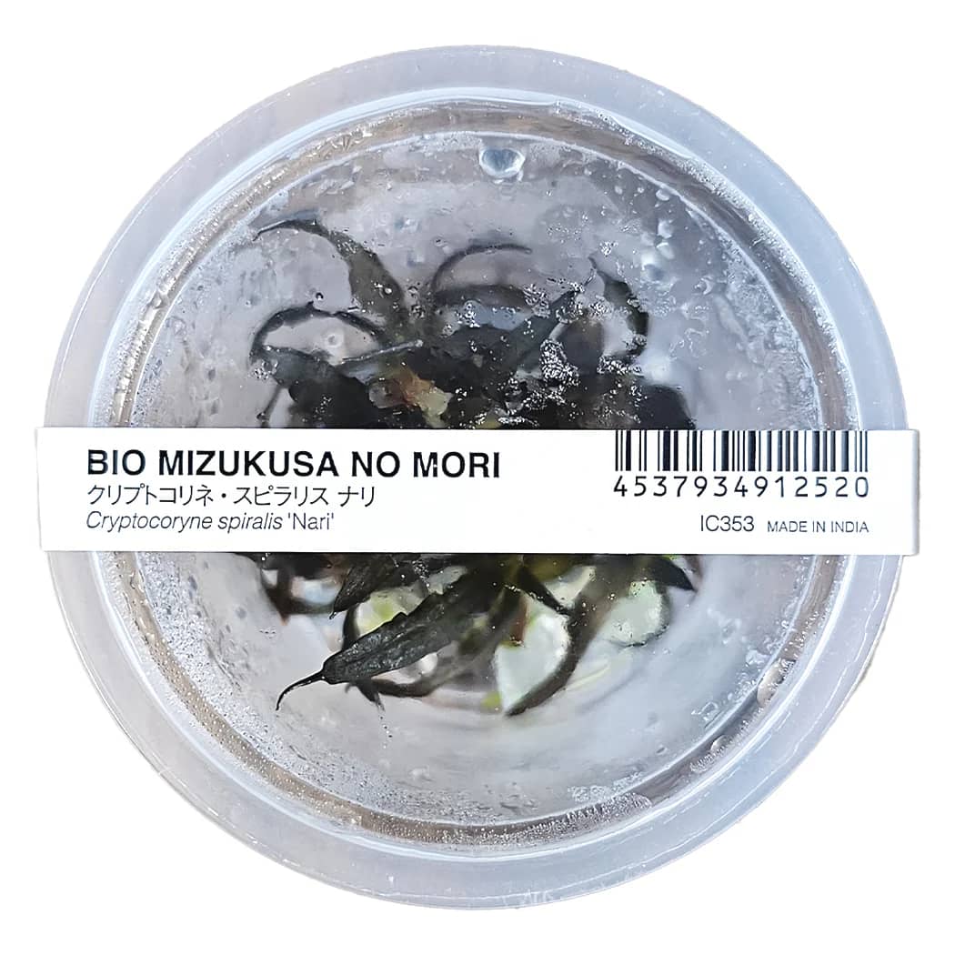 Buy ADA IC353 Cryptocoryne spiralis Nari, ADA Cryptocoryne Nari India, ADA tissue culture plants India, ADA aquarium plants India, ADA IC353 price India, ADA Cryptocoryne spiralis India, ADA rosette plants, ADA midground plants India, ADA aquatic plants India, ADA Nature Aquarium plants