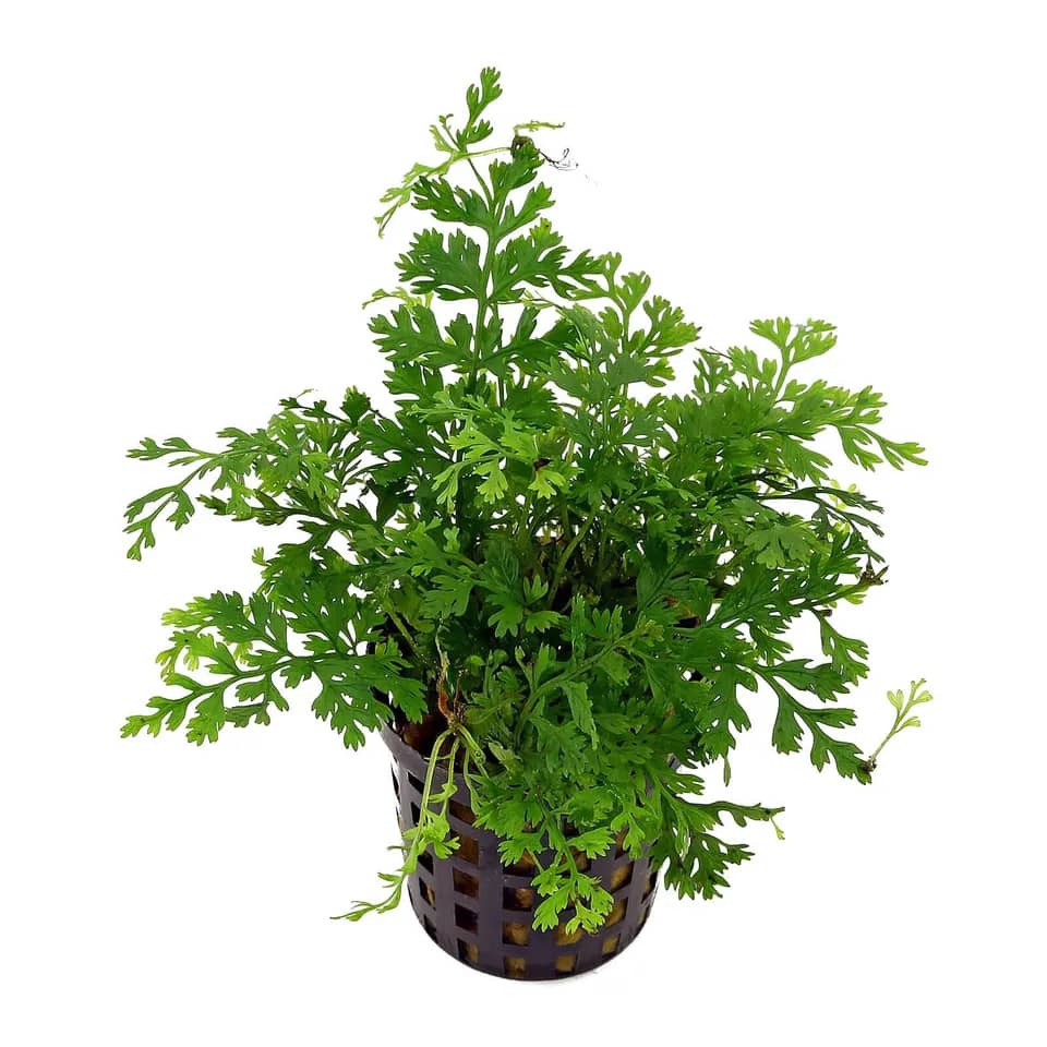 Buy ADA LC114 Bolbitis heudelotii, ADA Bolbitis heudelotii India, ADA greenhouse plants, African Water Fern ADA, Bolbitis heudelotii ADA Greenhouse Pot, ADA aquatic ferns India, ADA aquarium plants India, low light aquarium fern, Bolbitis ADA LC114 price India, ADA Nature Aquarium plants