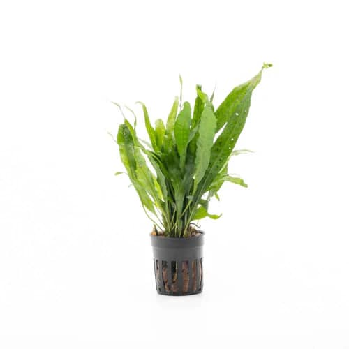 Buy ADA CP101 Microsorum pteropus Narrow Leaf, ADA Java Fern Narrow Leaf India, ADA Greenhouse Pot plants, ADA aquatic plants India, ADA Microsorum pteropus CP101, ADA Java Fern India, ADA rhizome plants India, ADA low light aquarium plants, ADA Nature Aquarium plants India