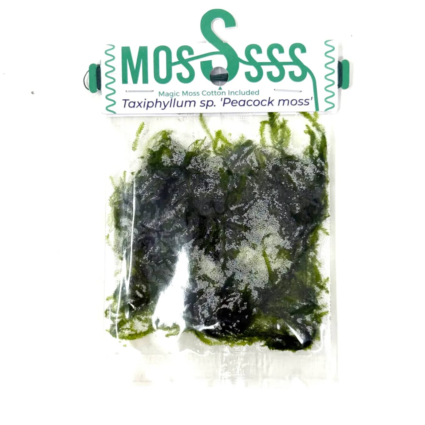Buy ADA ZP813 Taxiphyllum sp Peacock Moss, ADA Peacock Moss India, ADA Greenhouse Cup moss, ADA aquatic plants India, ADA Taxiphyllum Peacock, ADA ZP813 India price, ADA aquarium moss, ADA moss for driftwood, ADA Nature Aquarium moss, ADA Greenhouse aquatic moss India