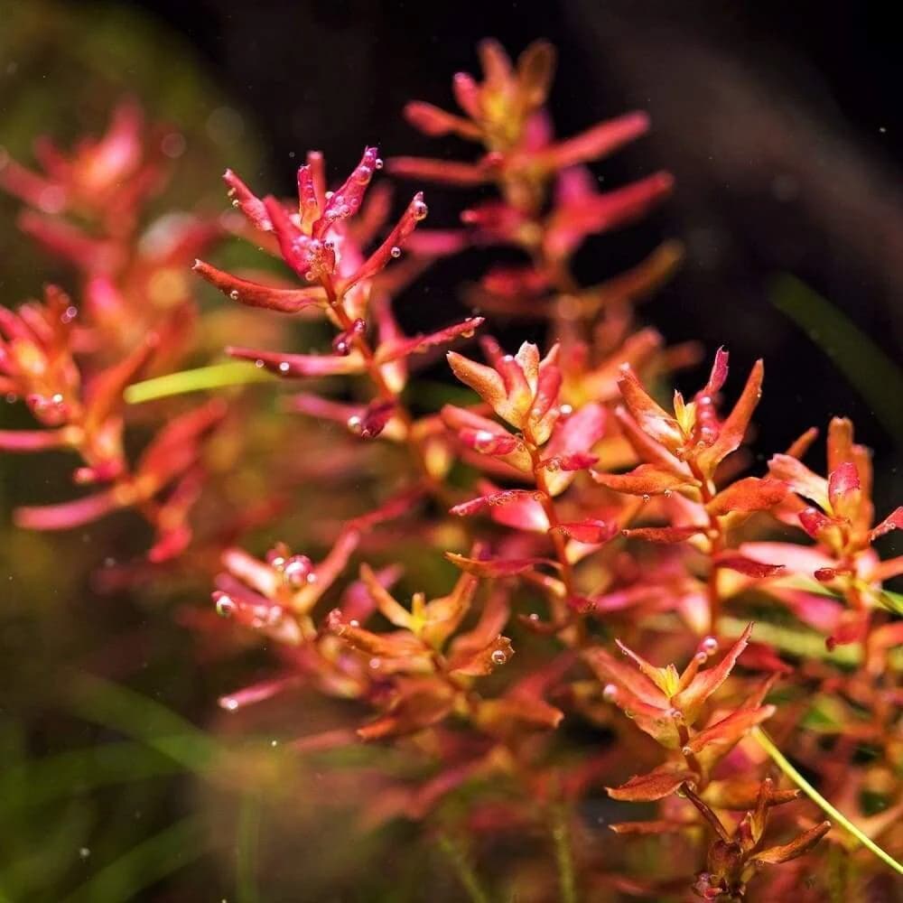 IC010, Rotala macrandra, ADA Rotala macrandra, red stem aquarium plant, high light stem plant, advanced aquarium plant, CO₂ demanding stem plant, midground red aquarium plant, background aquarium plant, tissue culture Rotala macrandra, aquascaping red plant