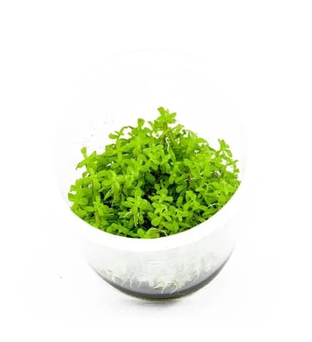 ADA IC432 Rotala sp. ‘Wayanad’