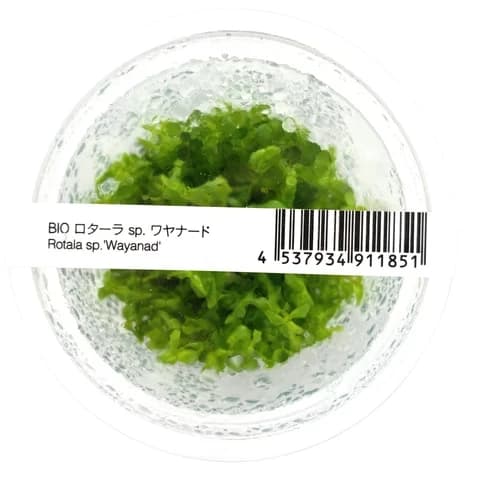 ADA IC432 Rotala sp. ‘Wayanad’