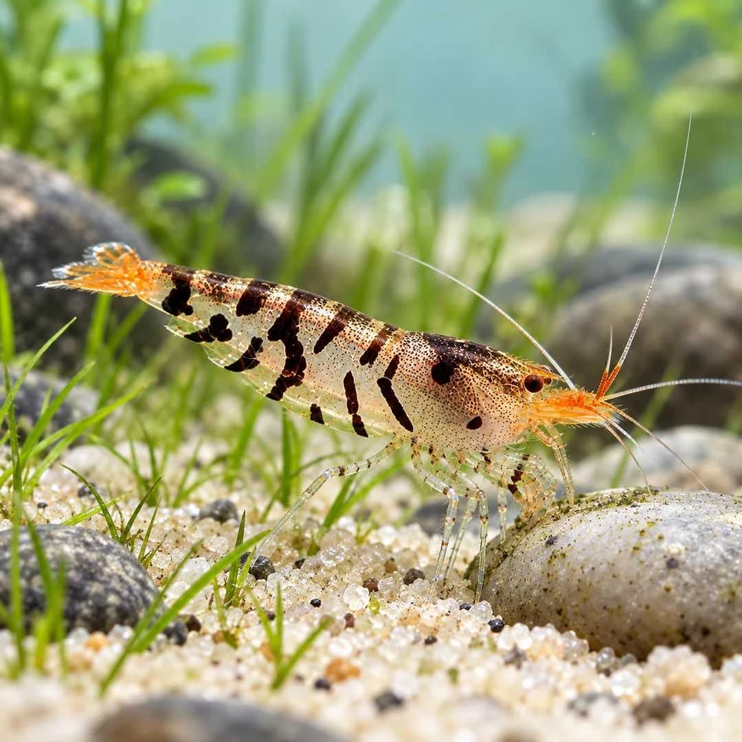 Black Fancy Tiger Shrimp India, buy Black Fancy Tiger Shrimp, Caridina tiger shrimp, Caridina cf. cantonensis tiger, black tiger shrimp aquarium, Tiger Shrimp India, freshwater shrimp for planted aquarium, Caridina shrimp care, Tiger Shrimp breeding, Black Fancy Tiger Shrimp Bangalore, live aquarium shrimp India