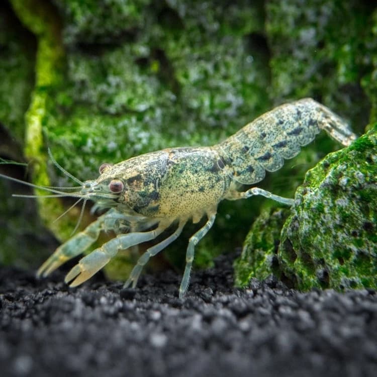 Blue Brazos Dwarf Crayfish India, buy Blue Brazos Dwarf Crayfish, Cambarellus texanus, blue dwarf crayfish aquarium, Brazos dwarf crayfish care, freshwater crayfish India, dwarf crayfish for aquarium, blue crayfish for planted tank, aquarium crayfish Bangalore, live dwarf crayfish India, Blue Brazos crayfish temperature and pH