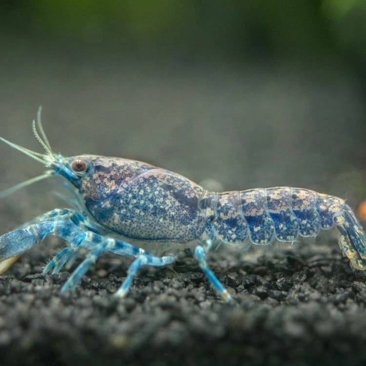 Blue Brazos Dwarf Crayfish India, buy Blue Brazos Dwarf Crayfish, Cambarellus texanus, blue dwarf crayfish aquarium, Brazos dwarf crayfish care, freshwater crayfish India, dwarf crayfish for aquarium, blue crayfish for planted tank, aquarium crayfish Bangalore, live dwarf crayfish India, Blue Brazos crayfish temperature and pH