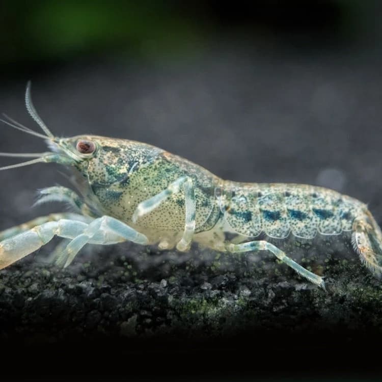 Buy Blue Brazos Dwarf Crayfish Online