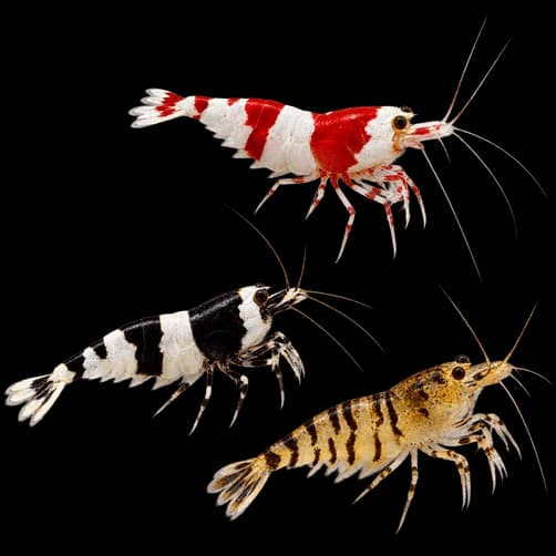 Caridina Shrimps