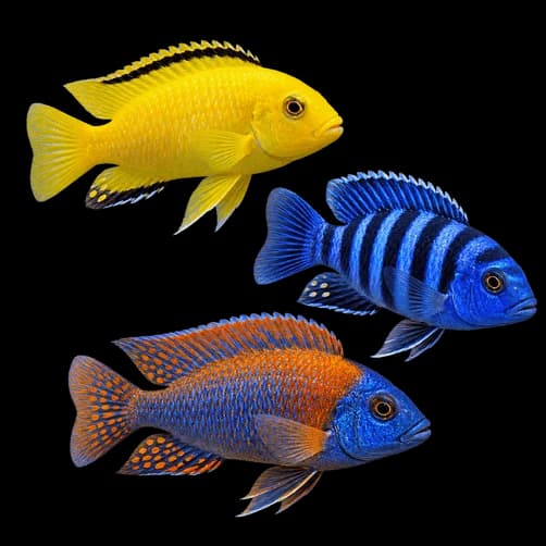 Cichilids