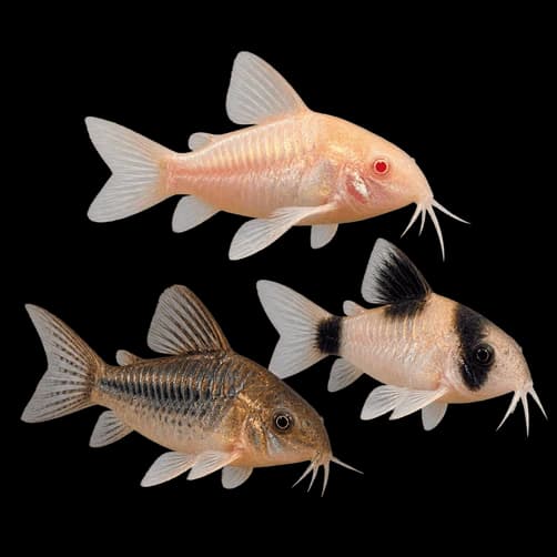 Corydora