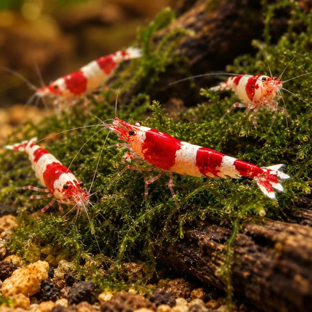 CRS Shrimp India, buy CRS Shrimp, Caridina cantonensis shrimp, Crystal Red Shrimp India, red and white crystal shrimp, CRS shrimp for aquarium, Caridina shrimp care, freshwater shrimp for planted aquarium, Crystal Red Shrimp breeding, CRS shrimp Bangalore, live aquarium shrimp India, Caridina cantonensis care