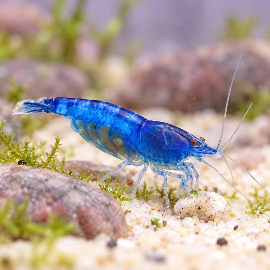 Dream Blue Shrimp India, buy Dream Blue Shrimp, Blue Dream Shrimp Bangalore, Neocaridina davidi Blue Dream, blue Neocaridina shrimp, sapphire blue aquarium shrimp, blue shrimp for planted aquarium, freshwater dwarf shrimp India, Dream Blue Shrimp care, Neocaridina shrimp water parameters, Dream Blue Shrimp breeding, live aquarium shrimp India
