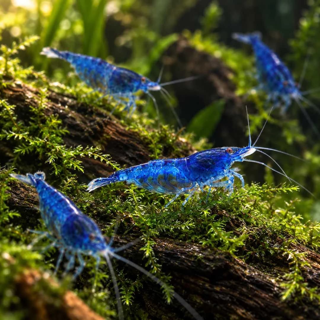 Dream Blue Shrimp India, buy Dream Blue Shrimp, Blue Dream Shrimp Bangalore, Neocaridina davidi Blue Dream, blue Neocaridina shrimp, sapphire blue aquarium shrimp, blue shrimp for planted aquarium, freshwater dwarf shrimp India, Dream Blue Shrimp care, Neocaridina shrimp water parameters, Dream Blue Shrimp breeding, live aquarium shrimp India