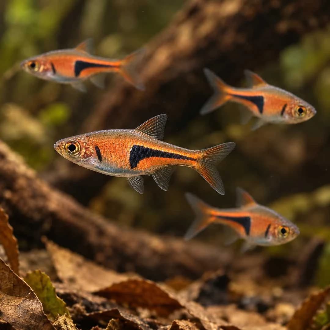 Espiea Rasbora India, buy Espiea Rasbora, Trigonostigma espei, Lambchop Rasbora, Espiea Rasbora fish, Espiea Rasbora aquarium fish, peaceful schooling fish for planted aquarium, small community aquarium fish, Espiea Rasbora care, copper orange rasbora, live Espiea Rasbora Bangalore