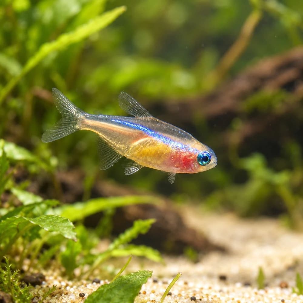 Gold Neon Tetra, Gold Neon Tetra India, Paracheirodon innesi gold, gold variant Neon Tetra, buy Gold Neon Tetra online India, peaceful schooling fish for aquarium, small community aquarium fish, Neon Tetra care, planted aquarium schooling fish, Gold Neon Tetra temperature and pH
