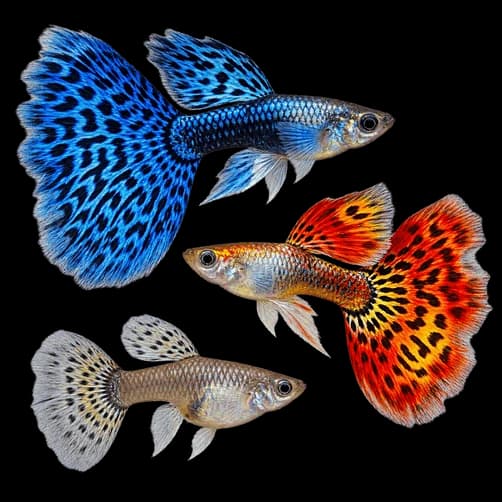 Guppies