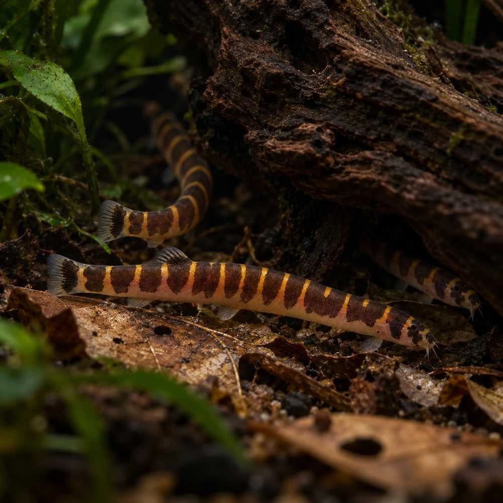 Kuhli Loach India, buy Kuhli Loach, Pangio kuhlii, Kuhli Loach fish, Kuhli Loach for community aquarium, peaceful bottom-dwelling aquarium fish, Kuhli Loach care, Kuhli Loach group size, Kuhli Loach substrate, shy nocturnal aquarium fish, live Kuhli Loach Bangalore