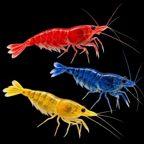 Neocaridina Shrimp