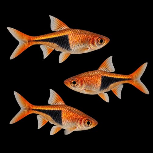 Raspbora