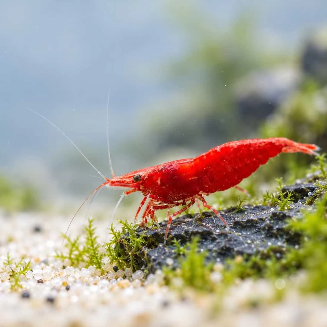 Red Cherry Shrimp India, buy Red Cherry Shrimp, Neocaridina davidi red, Red Sakura Shrimp, Red Cherry Shrimp for aquarium, red freshwater shrimp India, Neocaridina shrimp care, shrimp for planted aquarium, beginner aquarium shrimp, Red Cherry Shrimp Bangalore, live aquarium shrimp India, Red Cherry Shrimp breeding