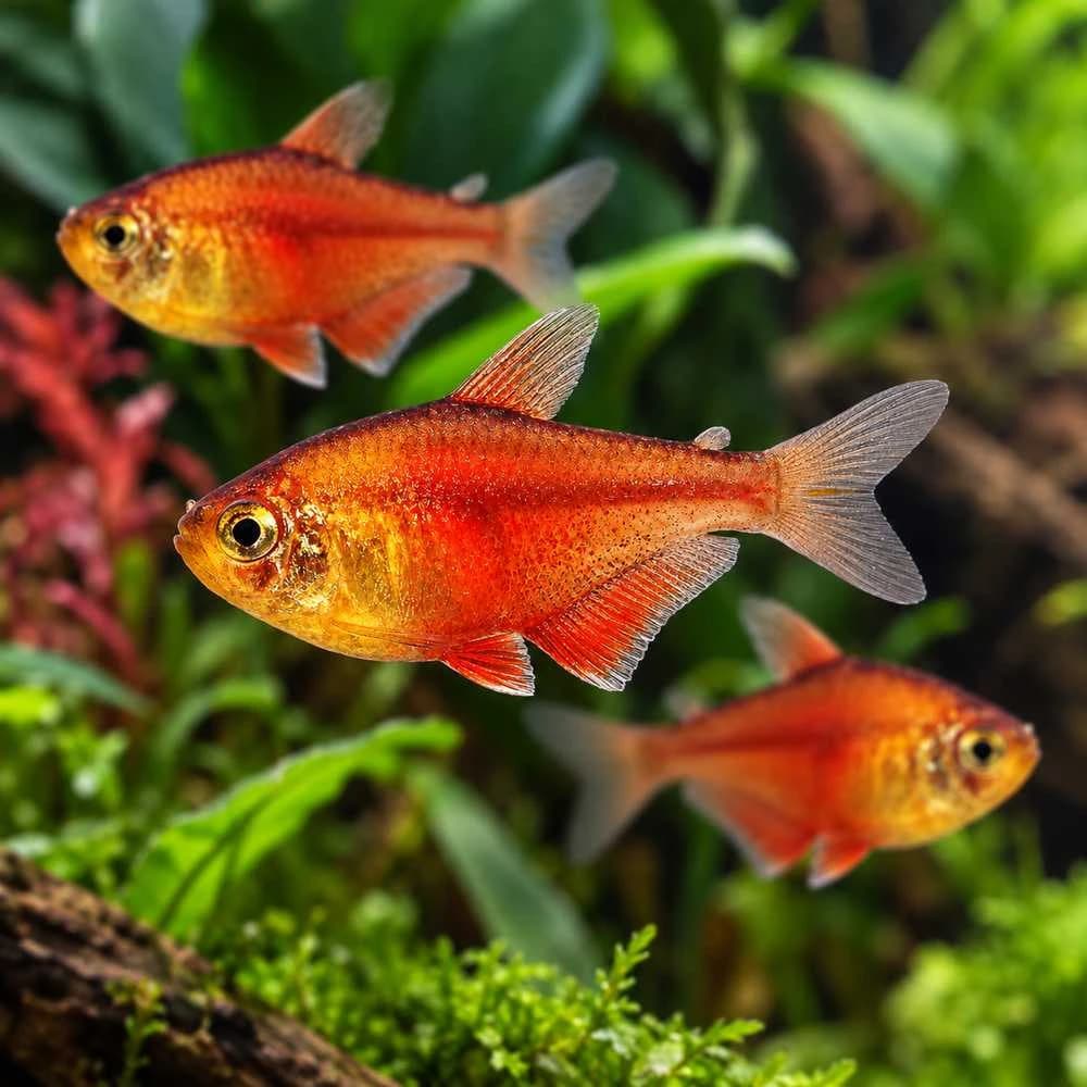 Red Flame Tetra India, buy Red Flame Tetra, Hyphessobrycon flammeus, Flame Tetra fish, Red Flame Tetra aquarium fish, peaceful schooling fish for planted aquarium, small community aquarium fish India, South American freshwater tetra, Red Flame Tetra care, Red Flame Tetra temperature and pH, Red Flame Tetra group size, live aquarium fish Bangalore