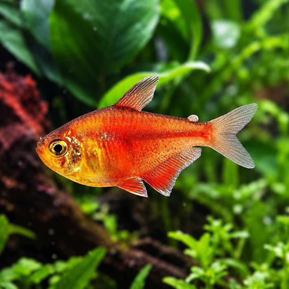 Red Flame Tetra India, buy Red Flame Tetra, Hyphessobrycon flammeus, Flame Tetra fish, Red Flame Tetra aquarium fish, peaceful schooling fish for planted aquarium, small community aquarium fish India, South American freshwater tetra, Red Flame Tetra care, Red Flame Tetra temperature and pH, Red Flame Tetra group size, live aquarium fish Bangalore