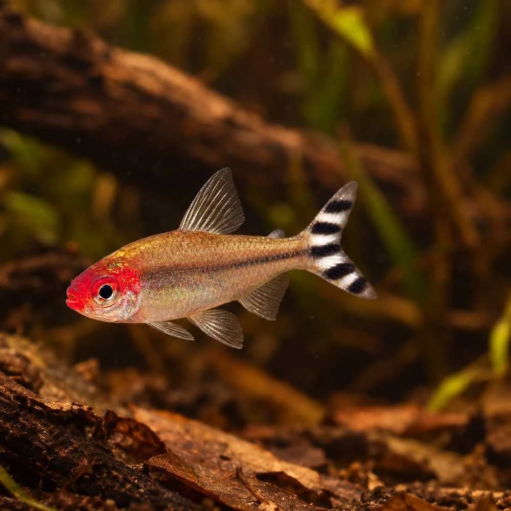 Rummy Nose Tetra India, buy Rummy Nose Tetra, Hemigrammus bleheri, Rummy Nose Tetra aquarium fish, peaceful schooling fish for aquarium, South American community fish, Rummy Nose Tetra care, Rummy Nose Tetra temperature and pH, Rummy Nose Tetra group size, Rummy Nose Tetra aquarium size, live aquarium fish Bangalore